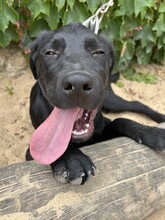 MOGLI, Hund, Labrador Retriever in Brühl - Bild 3