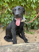 MOGLI, Hund, Labrador Retriever in Brühl - Bild 4