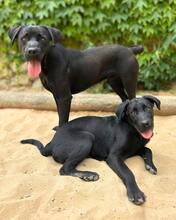 MOGLI, Hund, Labrador Retriever in Brühl - Bild 5