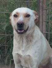 MENTA, Hund, Mischlingshund in Italien - Bild 1