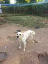 MENTA, Hund, Mischlingshund in Italien - Bild 2