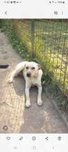 MENTA, Hund, Mischlingshund in Italien - Bild 4