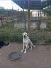 MENTA, Hund, Mischlingshund in Italien - Bild 5