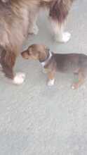 HEIDI, Hund, Mischlingshund in Italien - Bild 2
