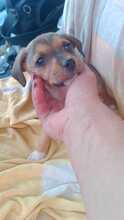 HEIDI, Hund, Mischlingshund in Italien - Bild 3