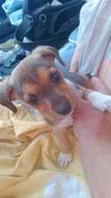 HEIDI, Hund, Mischlingshund in Italien - Bild 4