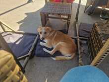 BILLY, Hund, Mischlingshund in Bad Karlshafen - Bild 1