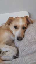 BILLY, Hund, Mischlingshund in Bad Karlshafen - Bild 2