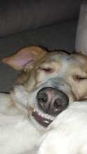 BILLY, Hund, Mischlingshund in Bad Karlshafen - Bild 3