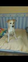 BILLY, Hund, Mischlingshund in Bad Karlshafen - Bild 4