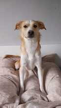 BILLY, Hund, Mischlingshund in Bad Karlshafen - Bild 5