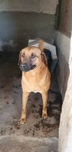 ALEX, Hund, Mischlingshund in Italien - Bild 2
