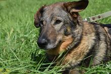 TAYA, Hund, Mischlingshund in Rott am Inn - Bild 1