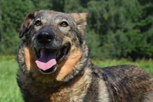 TAYA, Hund, Mischlingshund in Rott am Inn - Bild 2