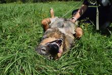 TAYA, Hund, Mischlingshund in Rott am Inn - Bild 3