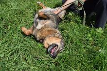 TAYA, Hund, Mischlingshund in Rott am Inn - Bild 4