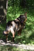TAYA, Hund, Mischlingshund in Rott am Inn - Bild 5