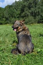 TAYA, Hund, Mischlingshund in Rott am Inn - Bild 6