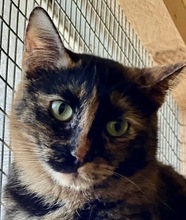 MARIA, Katze, Europäisch Kurzhaar in Griechenland