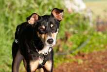 NOVA, Hund, Mischlingshund in Blankenheim