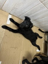 ZABAIONE, Hund, Mischlingshund in Rumänien - Bild 1