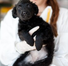 ZABAIONE, Hund, Mischlingshund in Rumänien - Bild 10