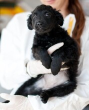 ZABAIONE, Hund, Mischlingshund in Rumänien - Bild 11