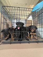 ZABAIONE, Hund, Mischlingshund in Rumänien - Bild 2