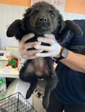 ZABAIONE, Hund, Mischlingshund in Rumänien - Bild 3