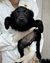 ZABAIONE, Hund, Mischlingshund in Rumänien - Bild 4