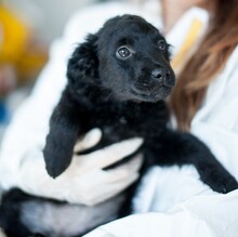 ZABAIONE, Hund, Mischlingshund in Rumänien - Bild 6