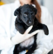 ZABAIONE, Hund, Mischlingshund in Rumänien - Bild 7