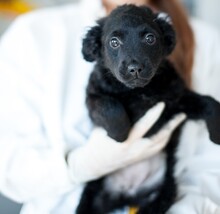 ZABAIONE, Hund, Mischlingshund in Rumänien - Bild 8