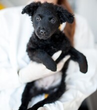 ZABAIONE, Hund, Mischlingshund in Rumänien - Bild 9
