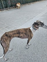 FIONA, Hund, Galgo Español in Spanien - Bild 1