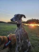 FIONA, Hund, Galgo Español in Spanien - Bild 10