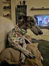 FIONA, Hund, Galgo Español in Spanien - Bild 12
