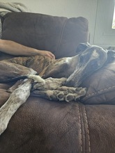 FIONA, Hund, Galgo Español in Spanien - Bild 3