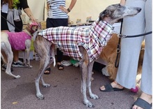FIONA, Hund, Galgo Español in Spanien - Bild 4