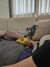 FIONA, Hund, Galgo Español in Spanien - Bild 5