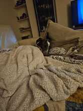 FIONA, Hund, Galgo Español in Spanien - Bild 6