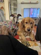 FIONA, Hund, Galgo Español in Spanien - Bild 7
