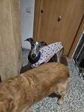 FIONA, Hund, Galgo Español in Spanien - Bild 8