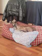 FIONA, Hund, Galgo Español in Spanien - Bild 9