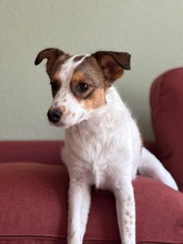 LILO, Hund, Mischlingshund in Wuppertal - Bild 1