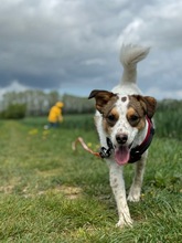 LILO, Hund, Mischlingshund in Wuppertal - Bild 10