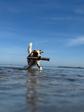 LILO, Hund, Mischlingshund in Wuppertal - Bild 11