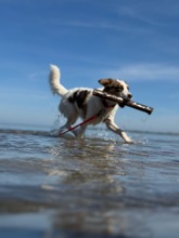 LILO, Hund, Mischlingshund in Wuppertal - Bild 12