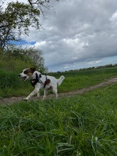 LILO, Hund, Mischlingshund in Wuppertal - Bild 14