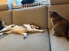 LILO, Hund, Mischlingshund in Wuppertal - Bild 15